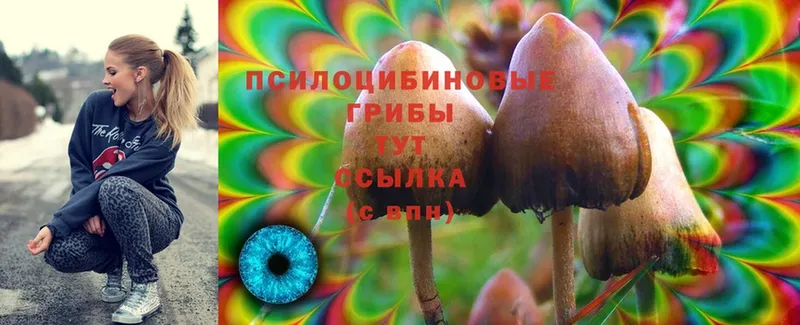 Галлюциногенные грибы Psilocybe  Богучар 